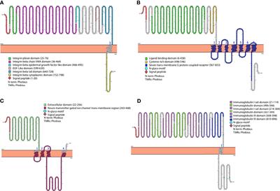 Structural and Evolutionary Insights Into the Binding of Host Receptors by the Rabies Virus Glycoprotein